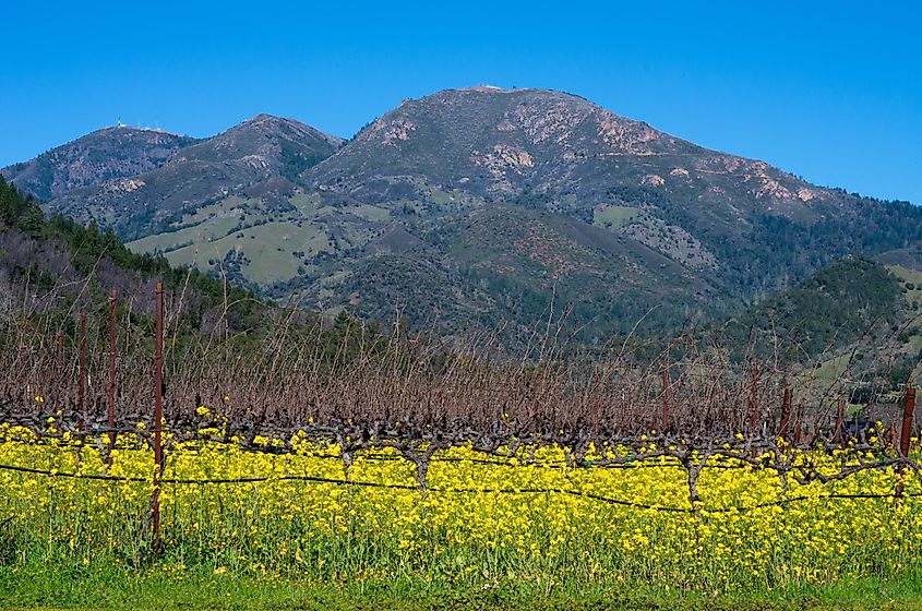 Mount Saint Helena behind mustard in dormant vineyard. 