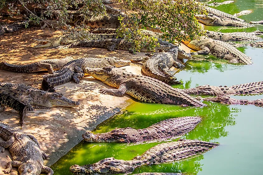 Crocodiles basking in the sun.