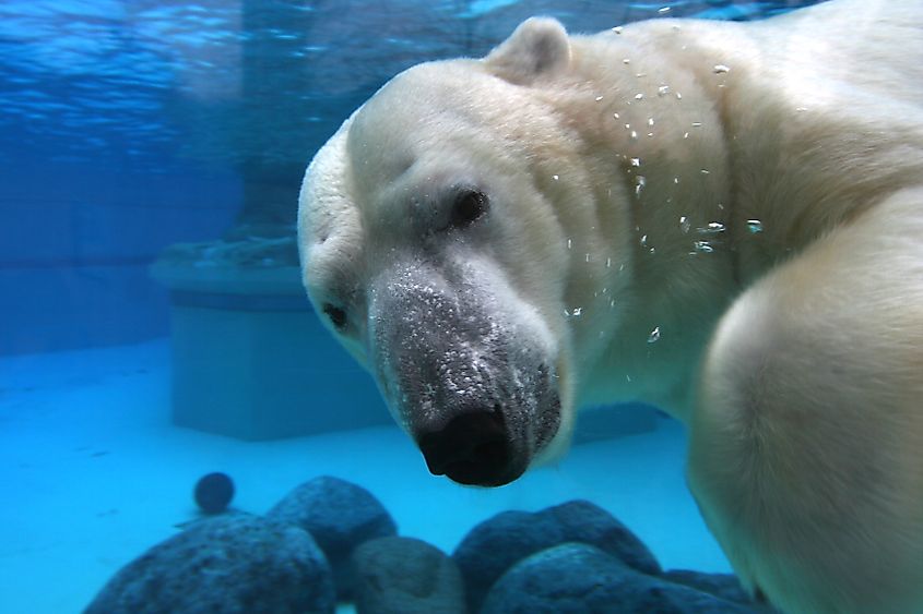 Polar bear at Lincoln Park Zoo, Chicago.