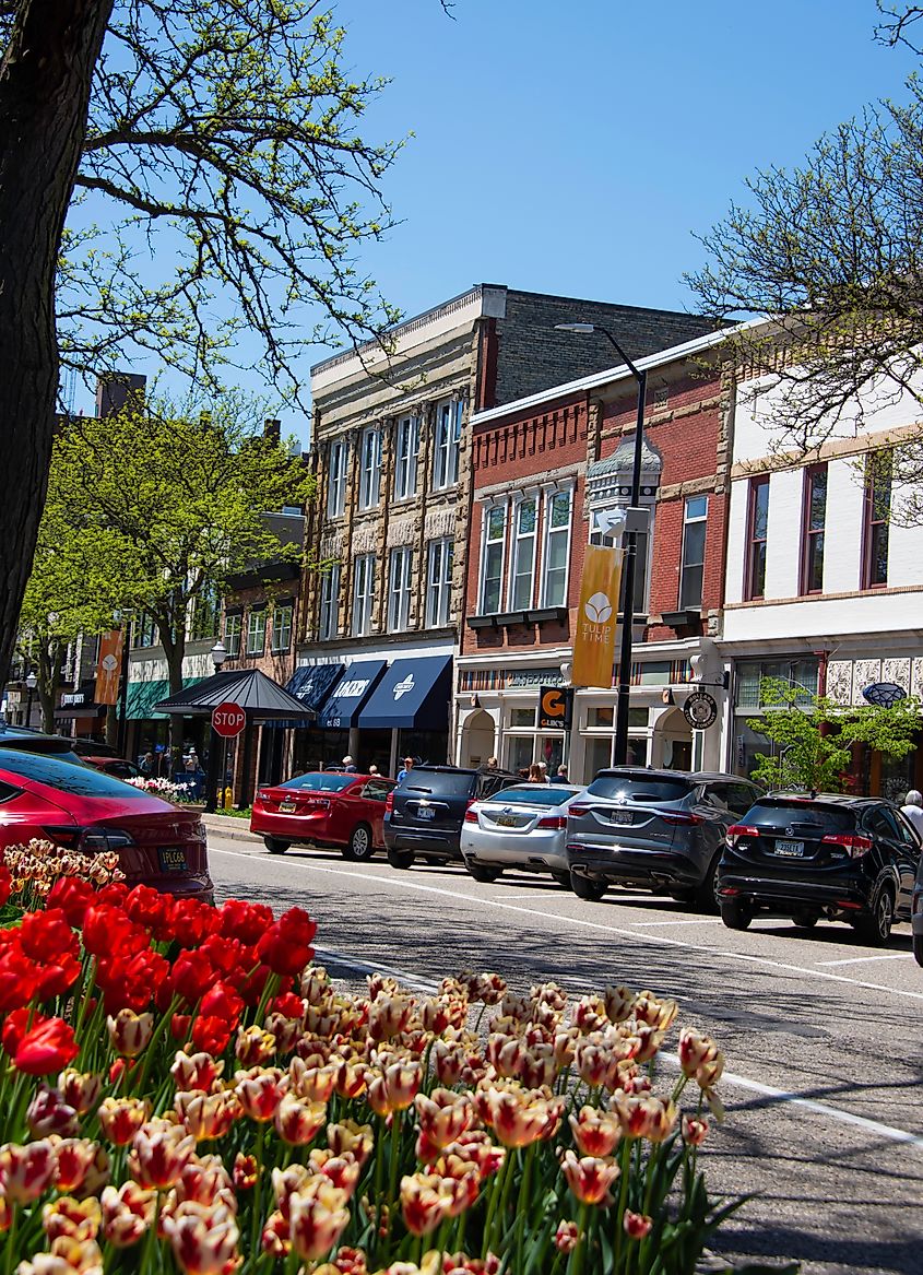 Tulips blooming in downtown Holland, a small, quaint town in western Michigan.