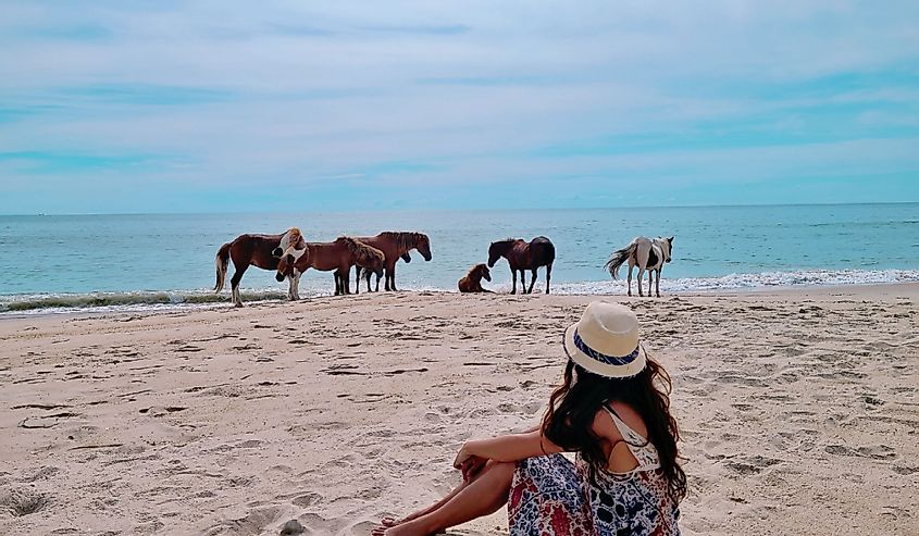 Дикие лошади национального морского побережья острова Ассатиг