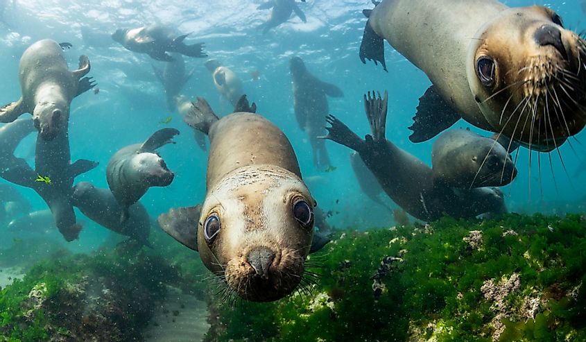 Southern sea lions in shallow water at a colony, Valdes Peninsula, Argentina
