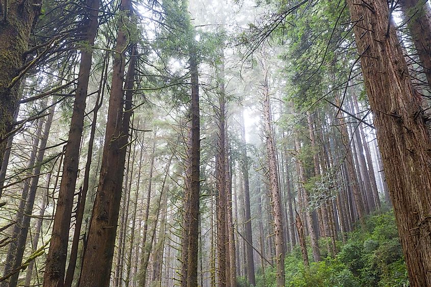 Endangered coastal redwood 
