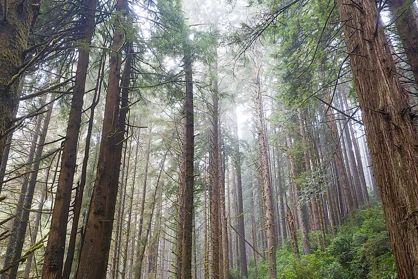 Endangered coastal redwood