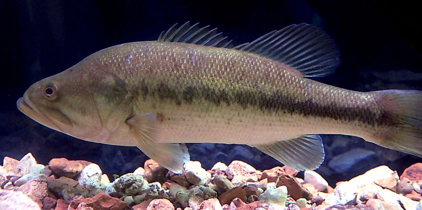 Largemouth Bass, a species found in Terry Lake