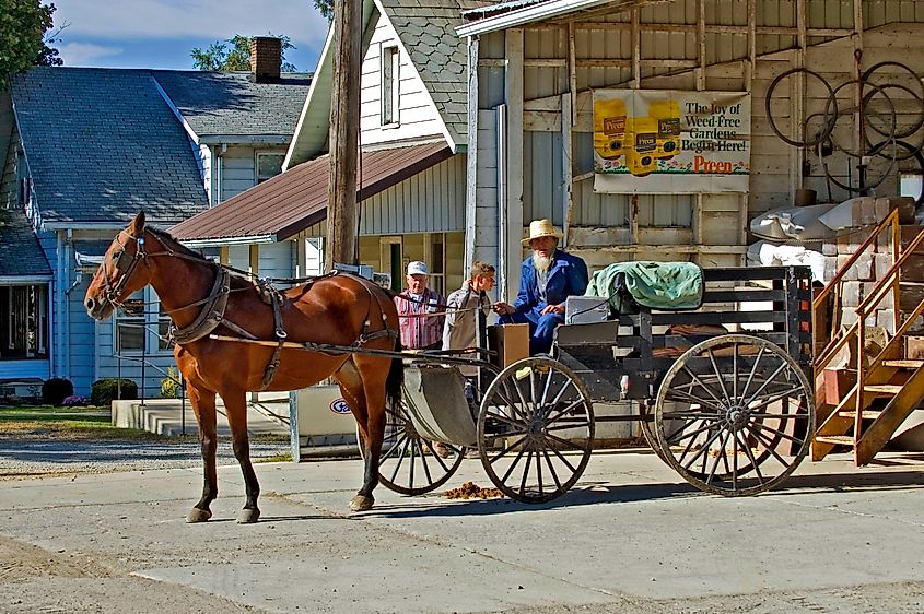 An Amish man in a horse and buggy in Shipshewana, Indiana. Editorial credit: Dennis MacDonald via Shutterstock.com