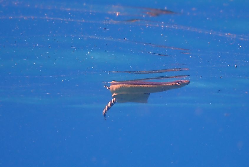 A yellow-bellied sea snake viewed from below.