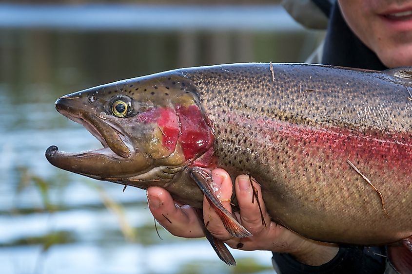 Steelhead trout portrait.
