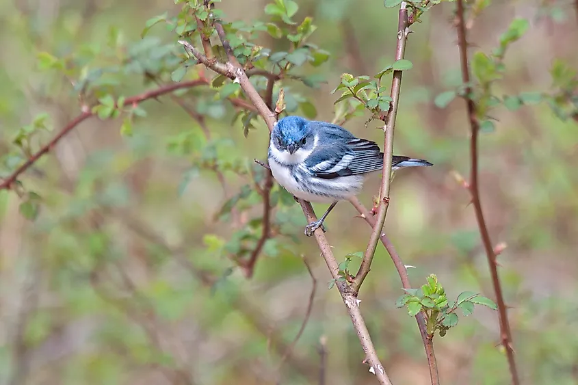 A cerulean warbler on a tree branch.