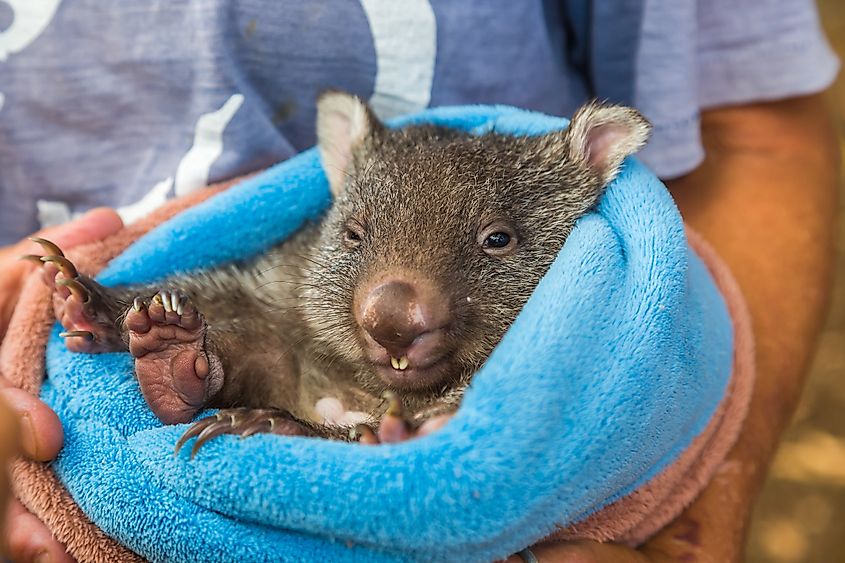 Closeup of a park attendant in her arms and a baby wombat marsupial position a few weeks, Vombatus ursinus. Trowunna Wildlife Park, Mole Creek, Tasmania, Australia. Via Shutterstock / Benny Marty.