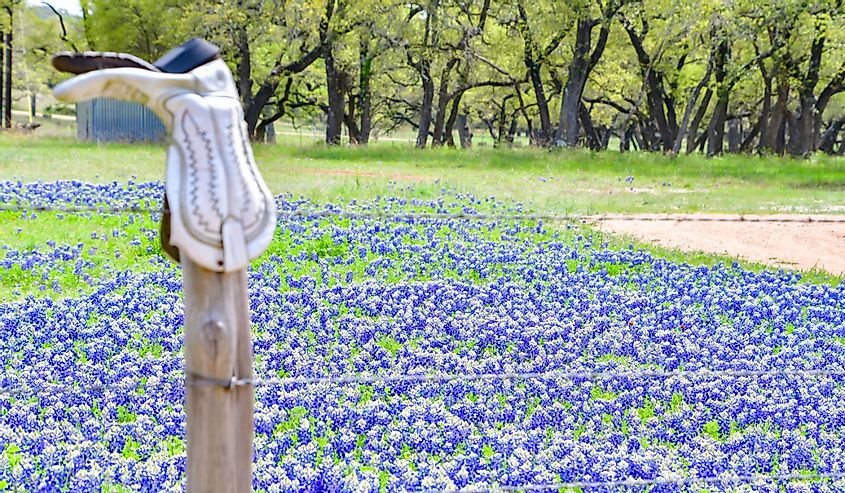 Bluebonnets behind a fence with a boot on every post. Boot ranch in the Texas Hill Country, Willow, Texas