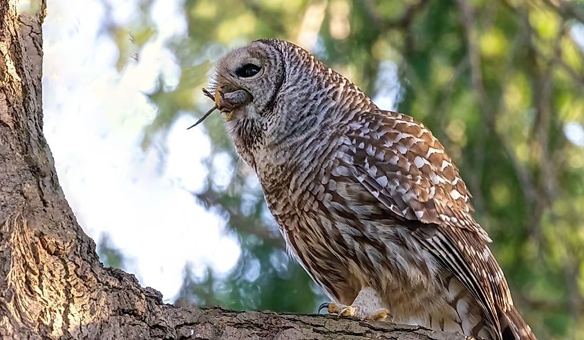 Barred owl eating a mouse.