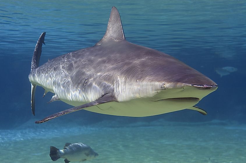 Bull shark swimming in close approach