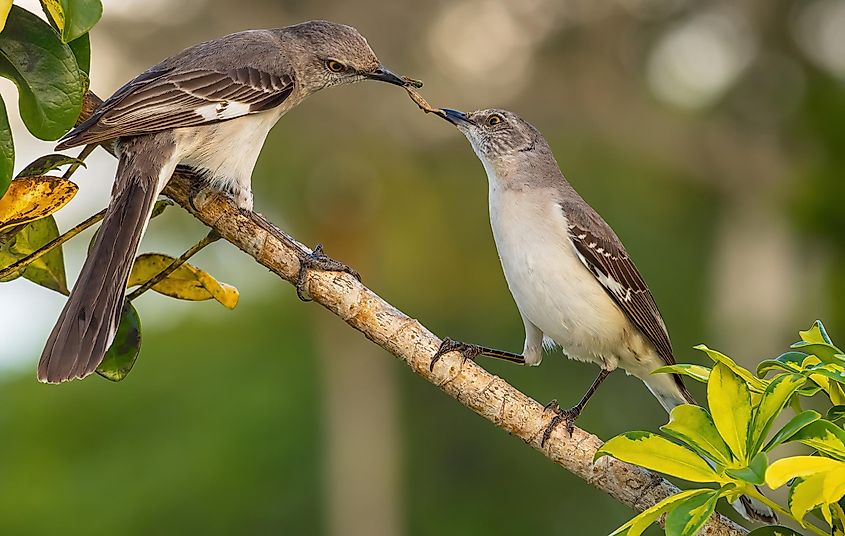 Two Northern mockingbirds sharing a worm for a meal.