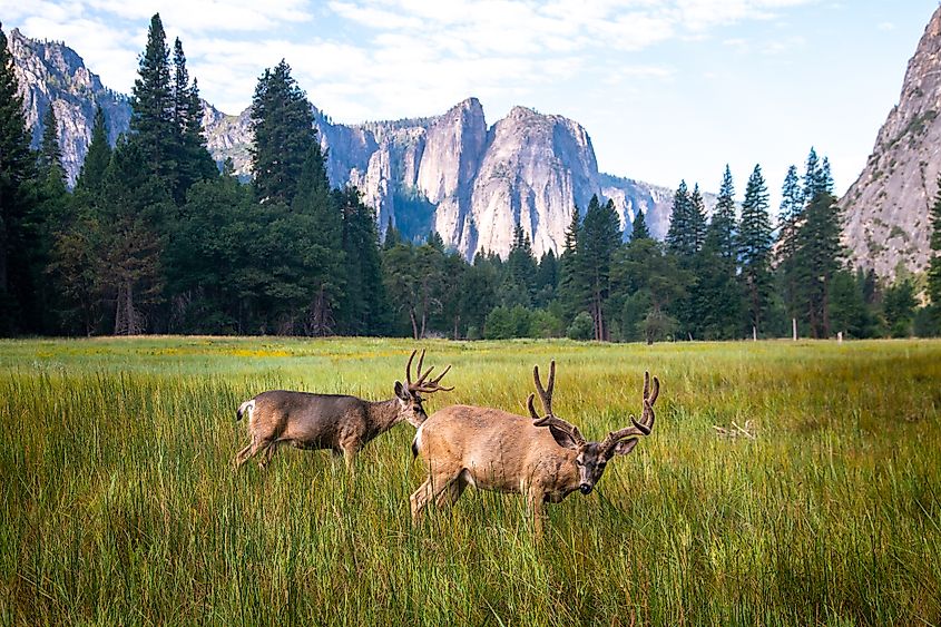 yosemite valley deer