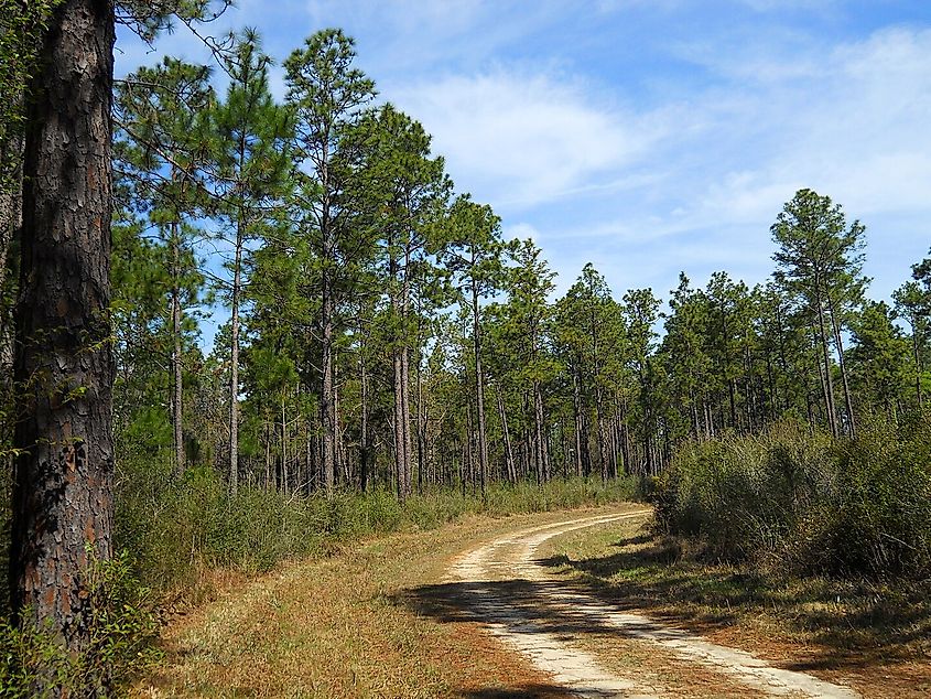 DeSoto National Forest