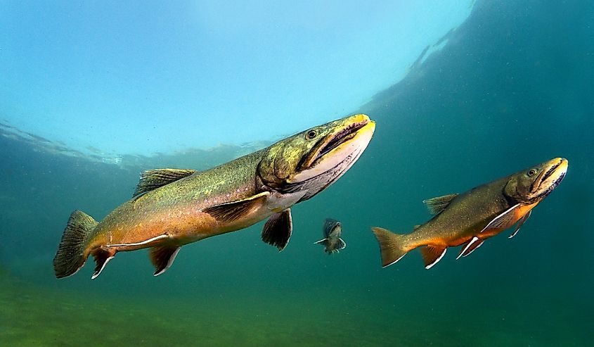 Big Brook trout (Salvelinus fontinalis) swimming.