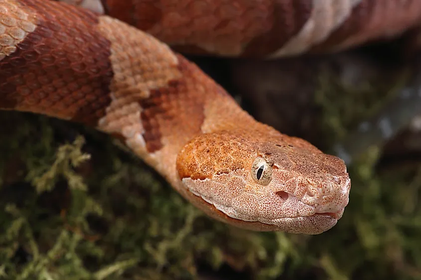 Copperhead Snake.