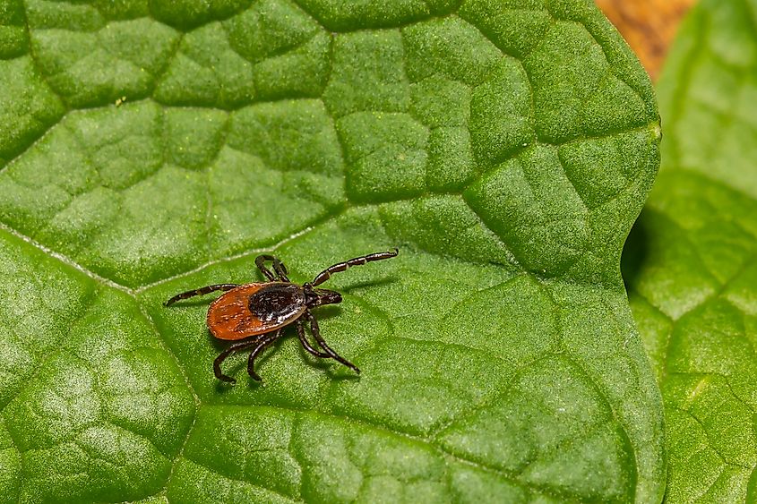 Black-legged Tick - Ixodes scapularis.