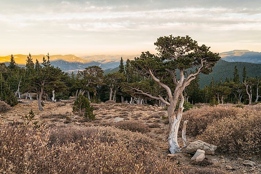 Mount Goliath Natural Area, Colorado. Via Shutterstock / Cavan Images.
