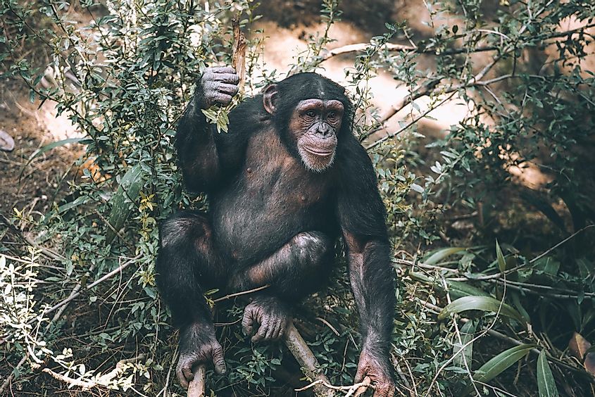 A chimpanzee in the Mahale Mountains.