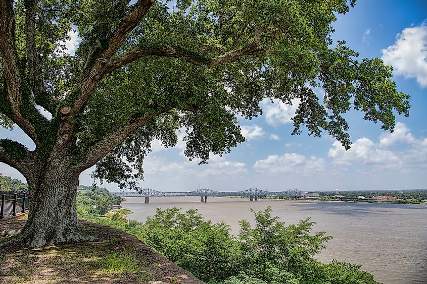 Mississippi River Bridge Framed by Majestic Oak Tree on Banks at Natchez
