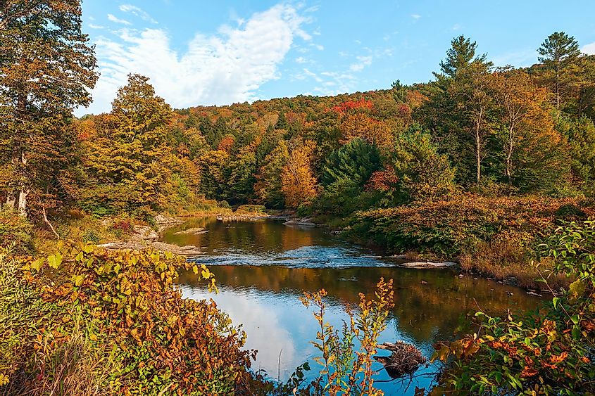 Colorful forest along the Mad River banks in autumn