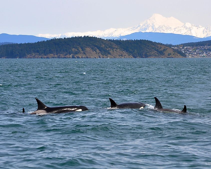 Orcas in San Juan Islands