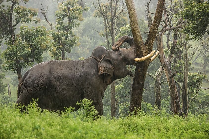 An elephant in Mudumalai National Park, Tamil Nadu, India