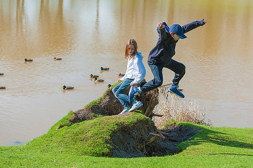 playing on an old stump on the shore of Lake Sakakawea while ducks float by.