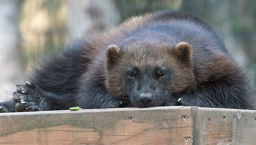 A wolverine in the Alaska Zoo.