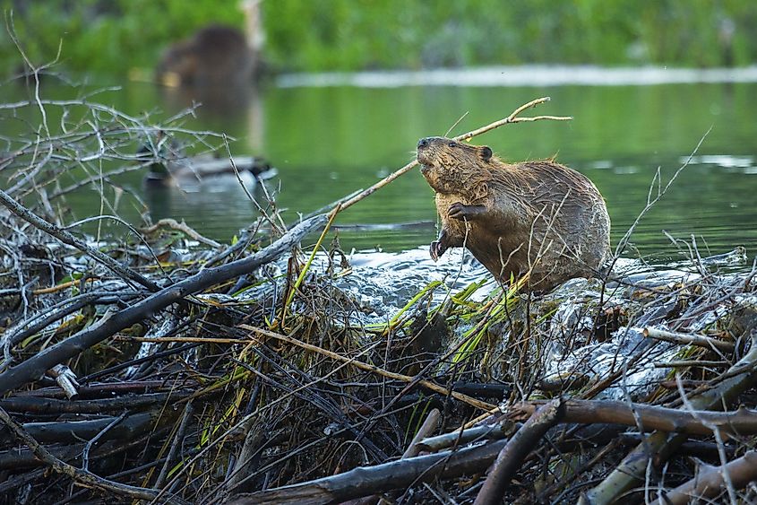A beaver builds a dam in Grand Teton National Park.