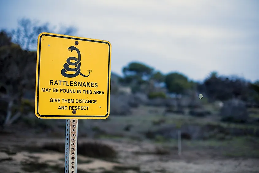 How Many People Die Due To Snakebites In The US? - WorldAtlas