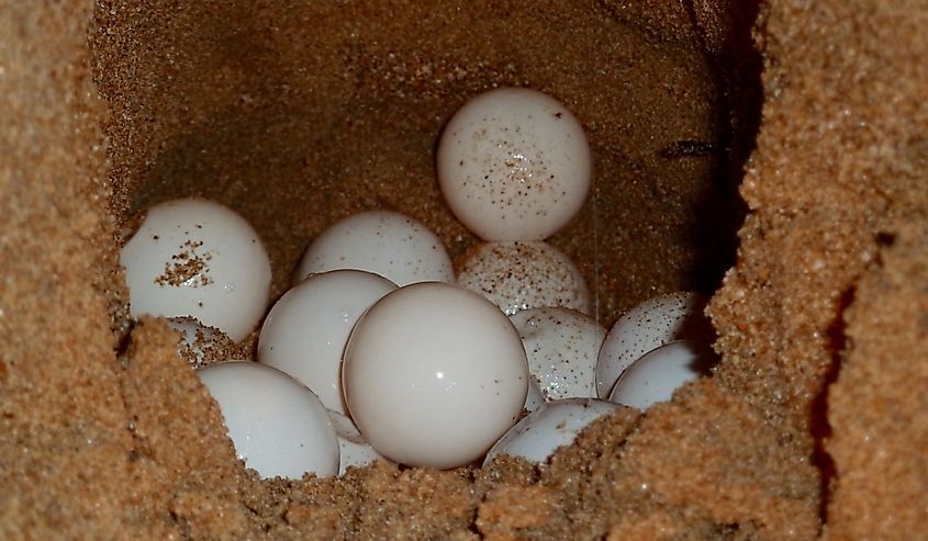 Sea Turtle eggs