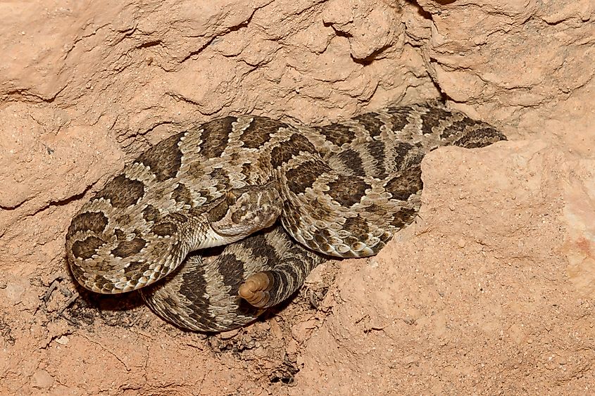 Great Basin Rattlesnake in defence position.