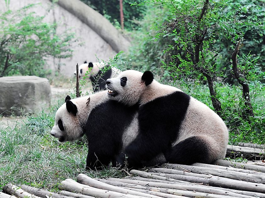 A mating pair of giant pandas.