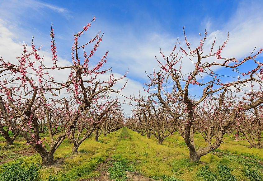 Beautiful peach flower blossom at Frenso, California