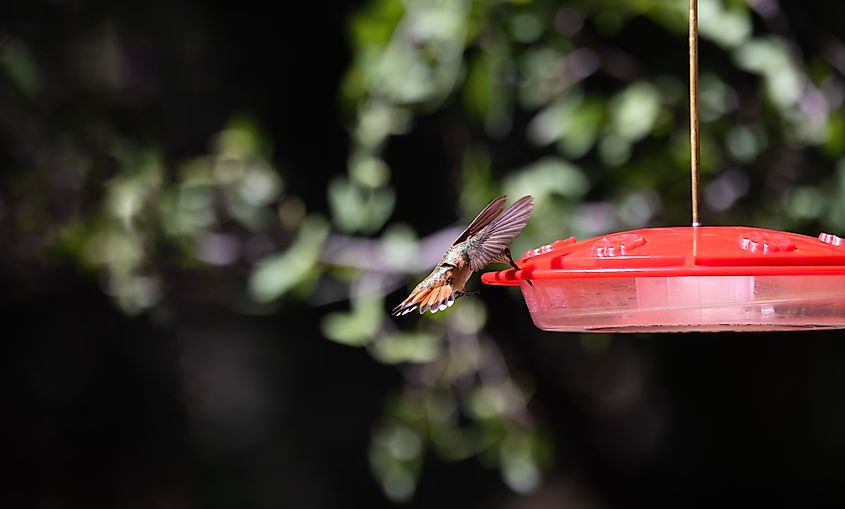 sip of sugar water taken by hovering Rufous Hummingbird at hanging home feeder. Location is Paton Center in Patagonia, Arizona, USA.