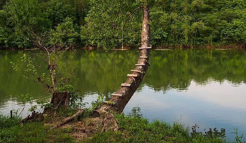 A tree swing over a river in Hardy, Arkansas
