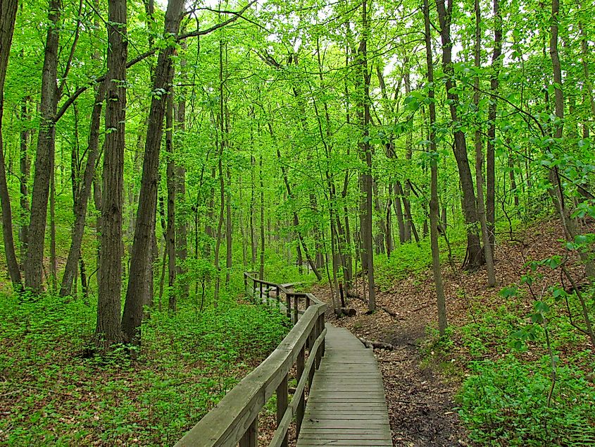 A boardwalk leading into the forest at Cheesequake State Park in Matawan, New Jersey