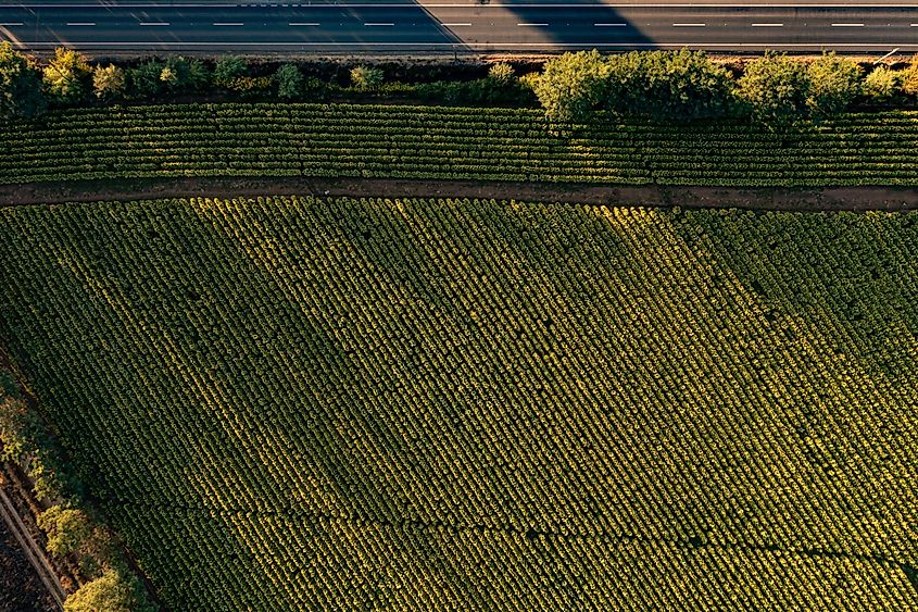 chile tobacco fields