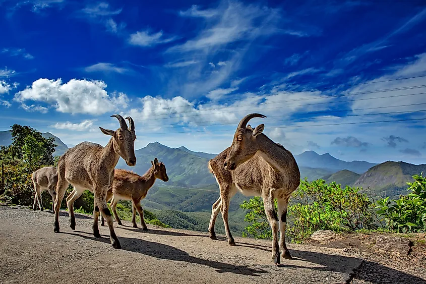 Nilgiri tahr