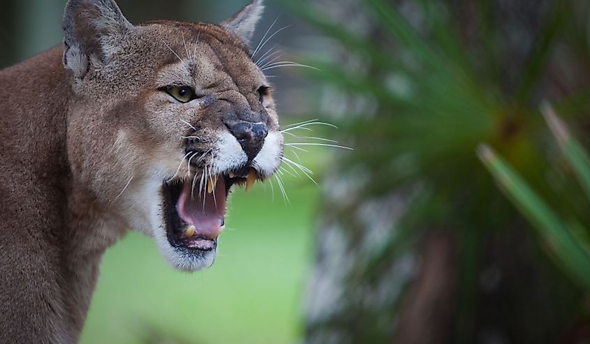 Florida panther or cougar, snarls in displeasure.