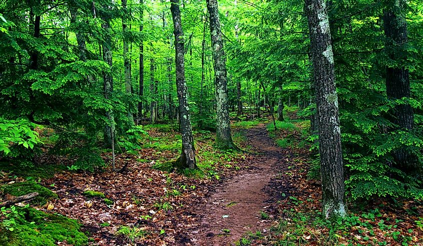 The escarpment trail at Porcupine Mountains State Park winds through a northwoods forest