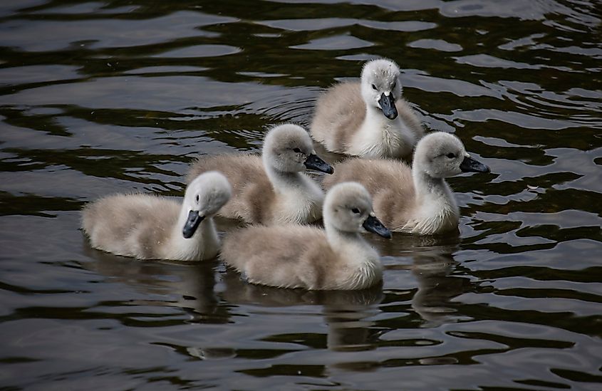 bIRDS IN Attenborough Nature Reserve