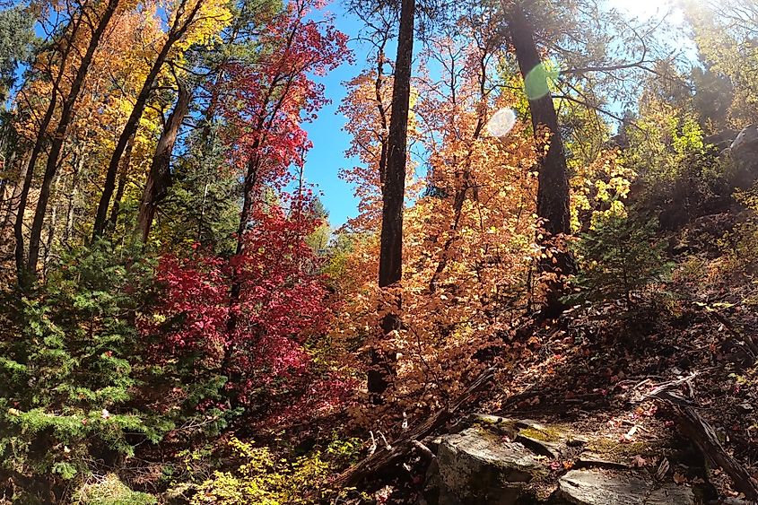 Fall colors in Mount Lemmon, Tucson, Arizona