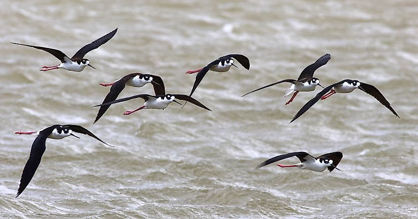 Black-necked stilt (Himantopus mexicanus) in Owens Lake, California