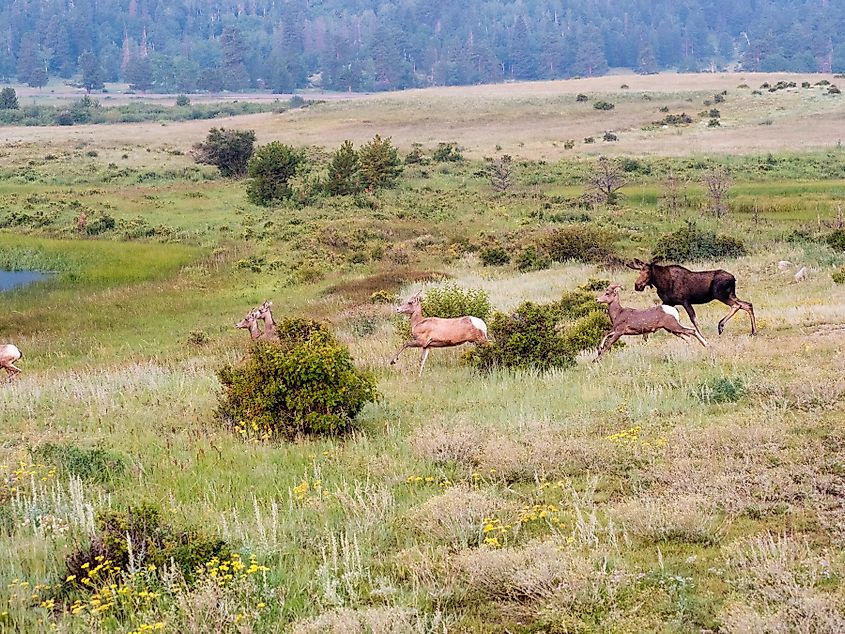 A moose chasing a herd of bighorn sheep through a meadow in Colorado.