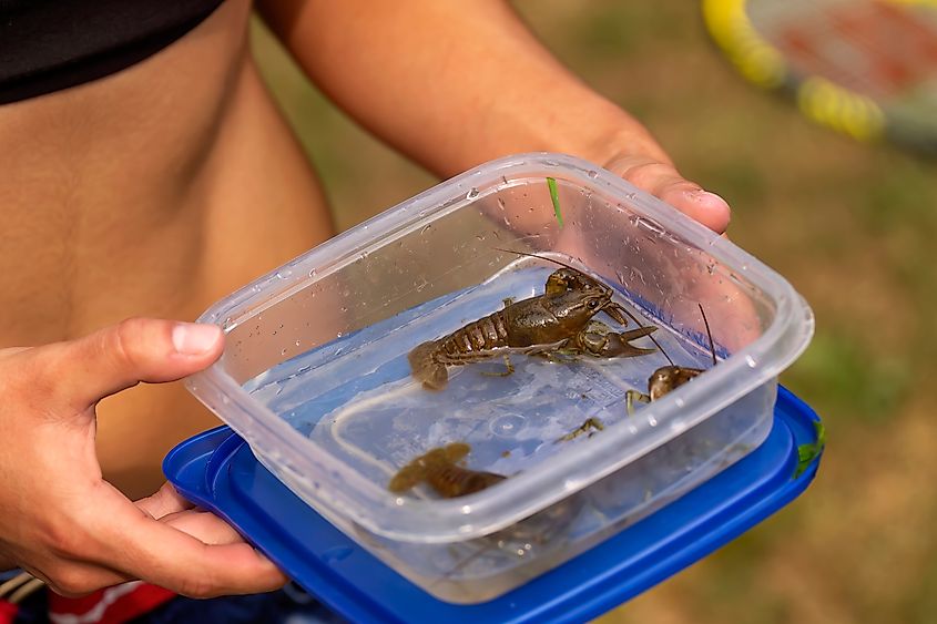A crayfish from Lake Michigan