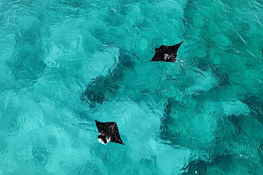 Aerial picture of two manta rays swimming together in the blue shallow water of Exmouth, Western Australia.